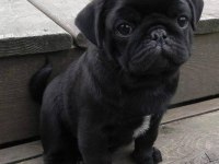 Siyahın en güzeller tonlarında pug bebekler