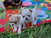 Safkan Anne Babadan Safkan Üretim Chihuahua Yavrular