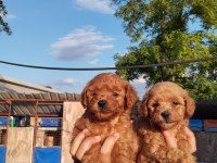 İstediğiniz reklerde poodle ıslak burunlar