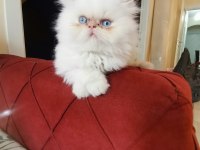 SAFKAN İRAN KEDİSİ 60 GÜNLÜKLER