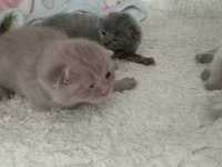 Yavru british shorthair