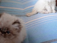MAVİŞ İRAN PERSİAN, TUVALET EĞİTİMİ VARDIR