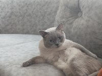 Temiz bakımlı british shorthair