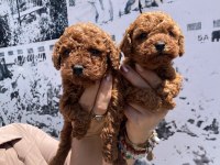 En koyusundan en güzelinden toy poodle minnoşlar