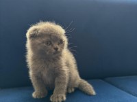 Yeni yuvasına hazır scottish fold