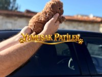 TOY POODLE DİŞİ - ERKEK