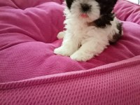 Aile ortamında shih tzu bebekler