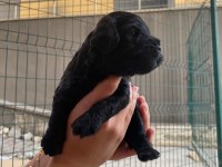 AŞIRI SEVİMLİ SİYAH POODLE BEBEKLERİMİZ