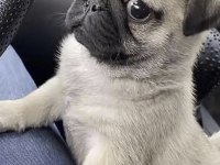 Pug Safkan