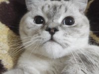 British shorthair cinsi oğlumuza yeni yuva arıyoruz
