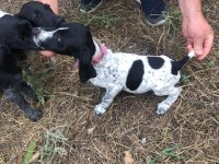 Yavru köpeklerimiz eğitime hazır