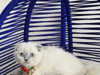 Scottish Fold Bluepoint Dişi Erkek Yavrular