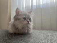 İlk yavru kedimiz babalık hakkımı veriyorum
