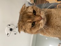 Ücretsiz sahiplendirilecek scottish fold kedisi