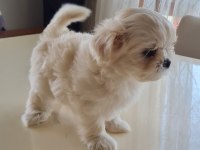 Şecereli Kore Kan Maltese Yavrular
