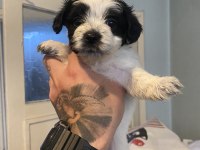 2 morkie yavrumuz kaldı