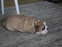 ÜST DÜZEY İNGİLİZ BULLDOG YAVRULAR