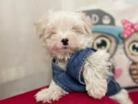 Kore maltese erkek yavru