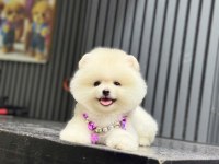 Show Kalite Pomeranian Boo Köpekler
