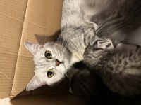 1.5 aylık british shorthair