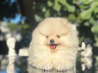 Show kalite pomeranian boo yavrularımız