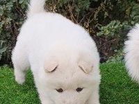 Saf Kan Çin Aslanı Pamuk Bebekler
