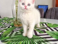 British shorthair süt beyaz