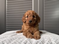 Red maltipoo