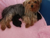 Sevimli Yorkshire Terrier Yavrularımız