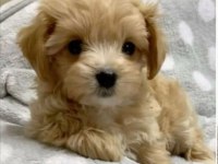 Mini maltipoo yavrularım