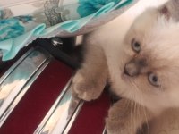 Blue point british shorthair