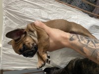 60 günlük french bulldog yavrular