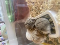 Hamster 5 adet