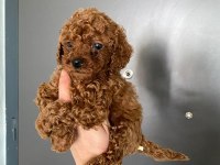 Toy poodle yavrularim orijinal