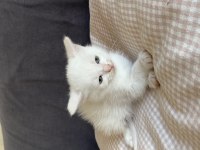 Yavru British Shorthair