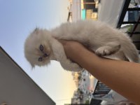 Minik Yavrum