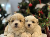 Sevimli Maltipoo bebeklerim