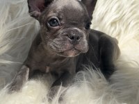 Oyuncu french bulldog yavrular