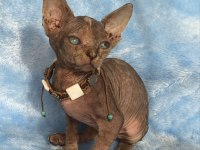 Naked Beauty Sphynx Kedimiz