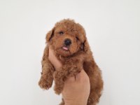RED BROWN ERKEK LEKESİZ TOY POODLE GARANTİLİ
