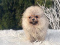 Pomeranian boo dişi yavrularımız