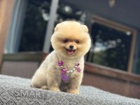 Yavru Pomeranian Boolarımız