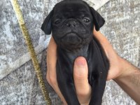 DİŞİ ERKEK PUG YAVRULARI KREDİ KARTI GEÇERLİDİR