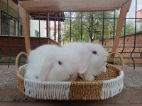 Hollanda teddy lop tavşan 2 adet mavi gözlü beyaz takım