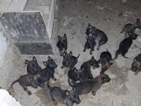 Malinois Kaliteli Tesadüf Değildir