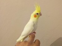 3 aylık sultan papağanı yavruları