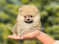 Pofuduk Pomeranian Bebeklerimiz