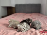 Teslime hazır scottish fold yavrular