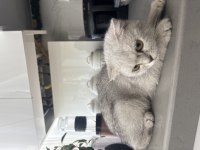Kedimiz Yeni ailesini bekliyor