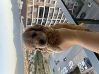 Orjinal toy poodle yavruları kendi köpeğimin yavrusu